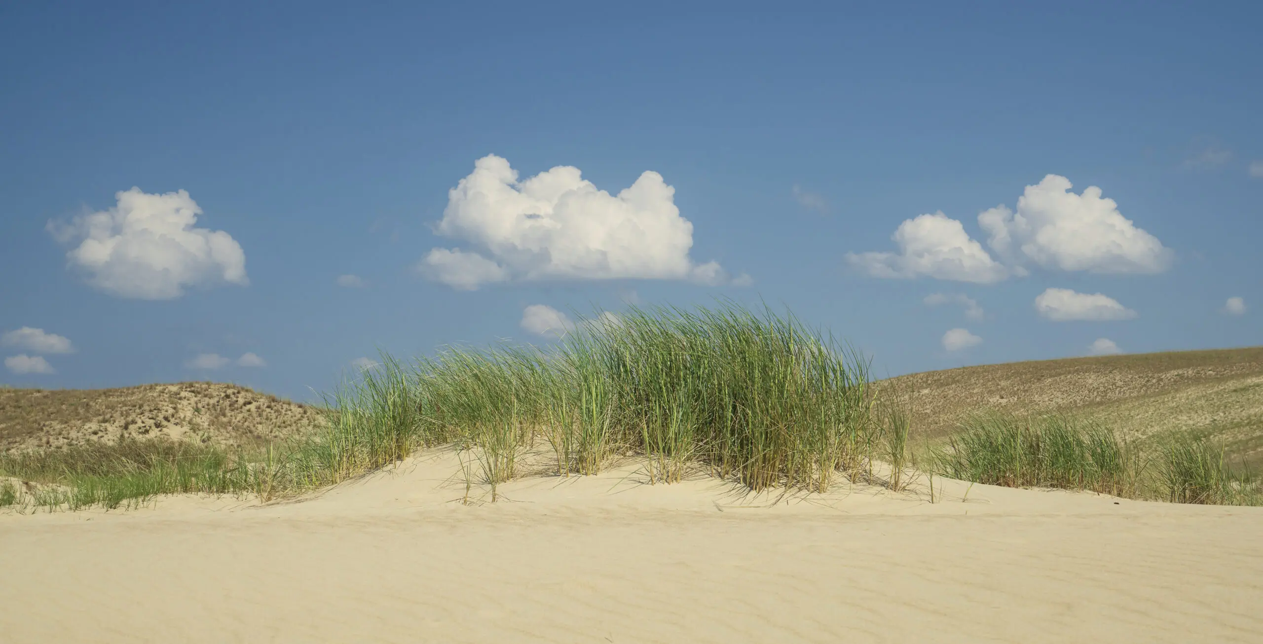Wandbild (5892) Inseln by Judith Grote präsentiert: Details und Strukturen,Natur,Landschaften,Gr&auml;ser,Sonstige Naturdetails