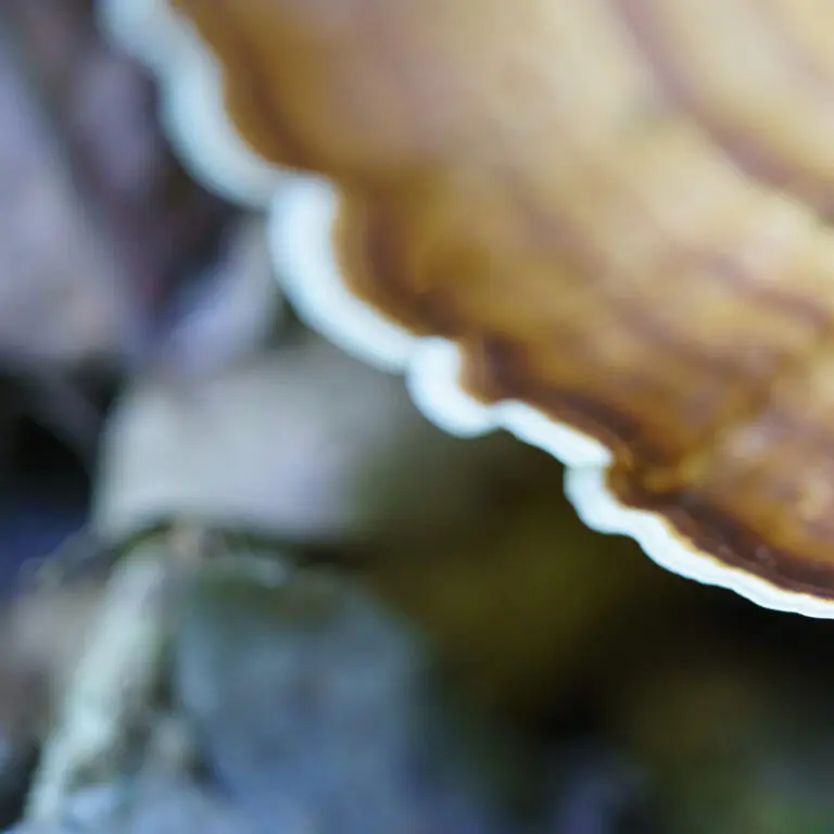  (5859) Metamorphose präsentiert: Abstrakt, Details und Strukturen, Erde, Holz, Kreatives, Makro, Natur, Sonstige Naturdetails, Sonstiges Kreatives