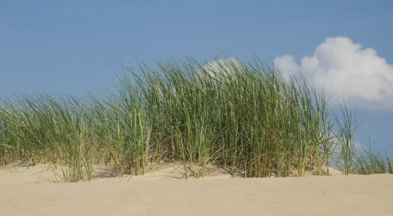  (5854) Sommerwind präsentiert: Details und Strukturen, Gräser, Kreatives, Landschaften, Natur, Sonstige Naturdetails, Sonstiges Kreatives, Wasser