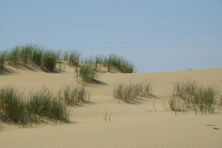  (5852) Ein Tag am Meer präsentiert: Details und Strukturen, Gräser, Landschaften, Natur, Sommer, Strände