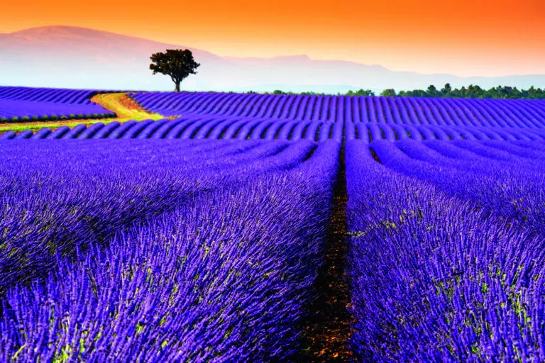 Valensole by Susanne Kremer/HUBER IMAGES