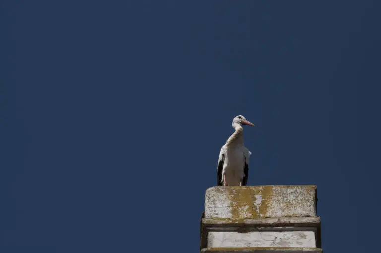 Storch