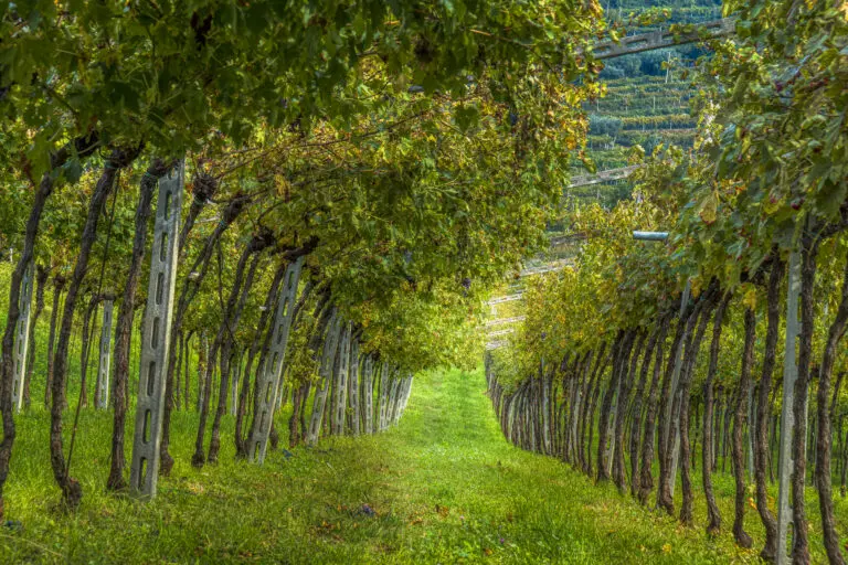 In Valpolicella veritas