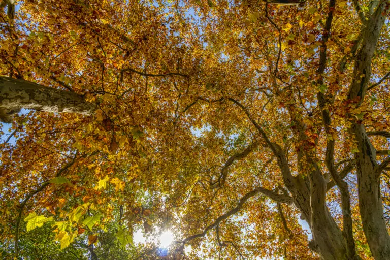  (5999) Herbstlaub präsentiert: Blätter, Herbst, Landschaften, Natur, Parkanlagen und Gärten, Wälder
