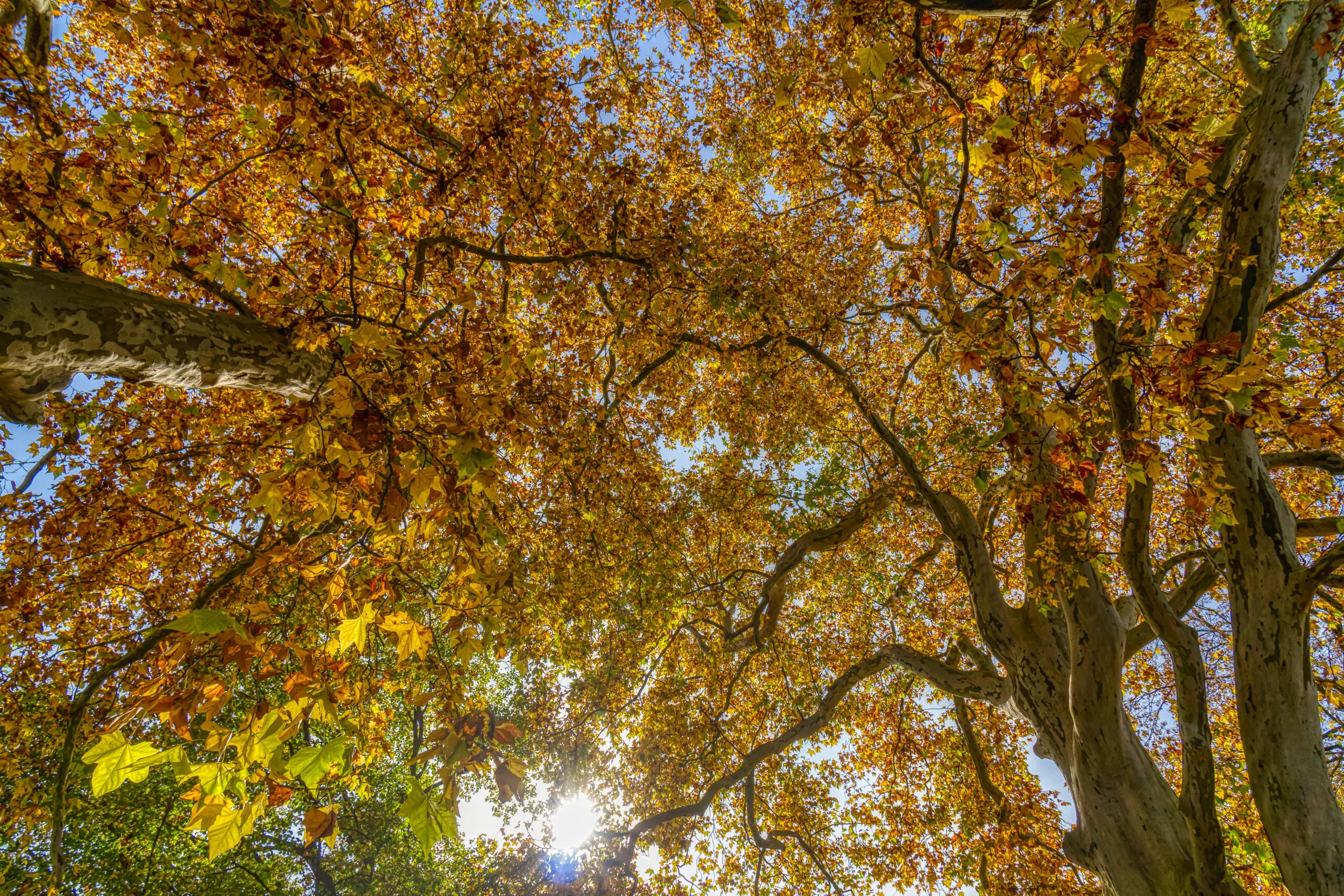 Wandbild (5999) Herbstlaub präsentiert: Natur,Landschaften,Blätter,Parkanlagen und Gärten,Wälder,Herbst