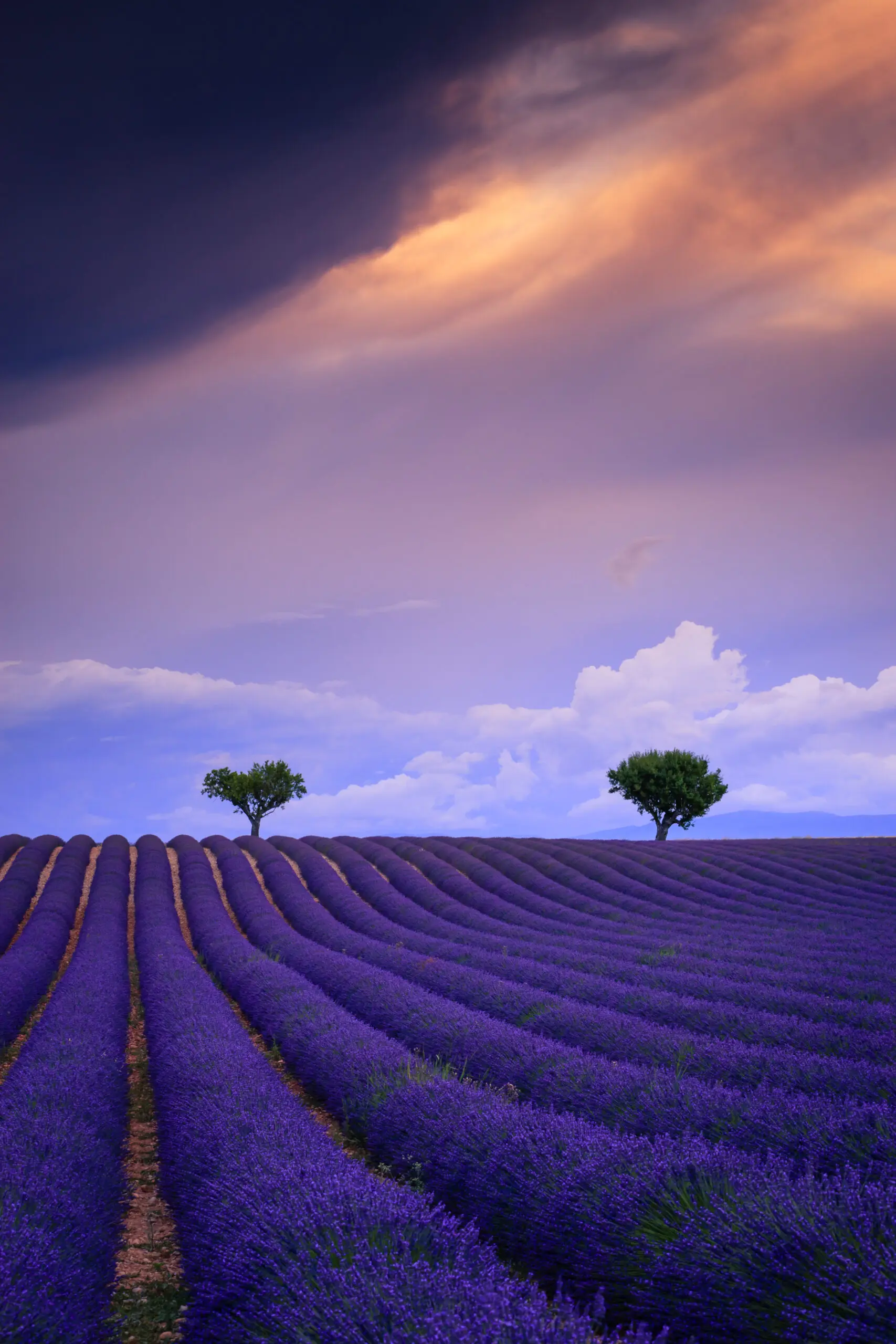 Wandbild (6029) Evening light by Chris Warren/HUBER IMAGES präsentiert: Natur,Landschaften,Sonstige Pflanzen,Sommer