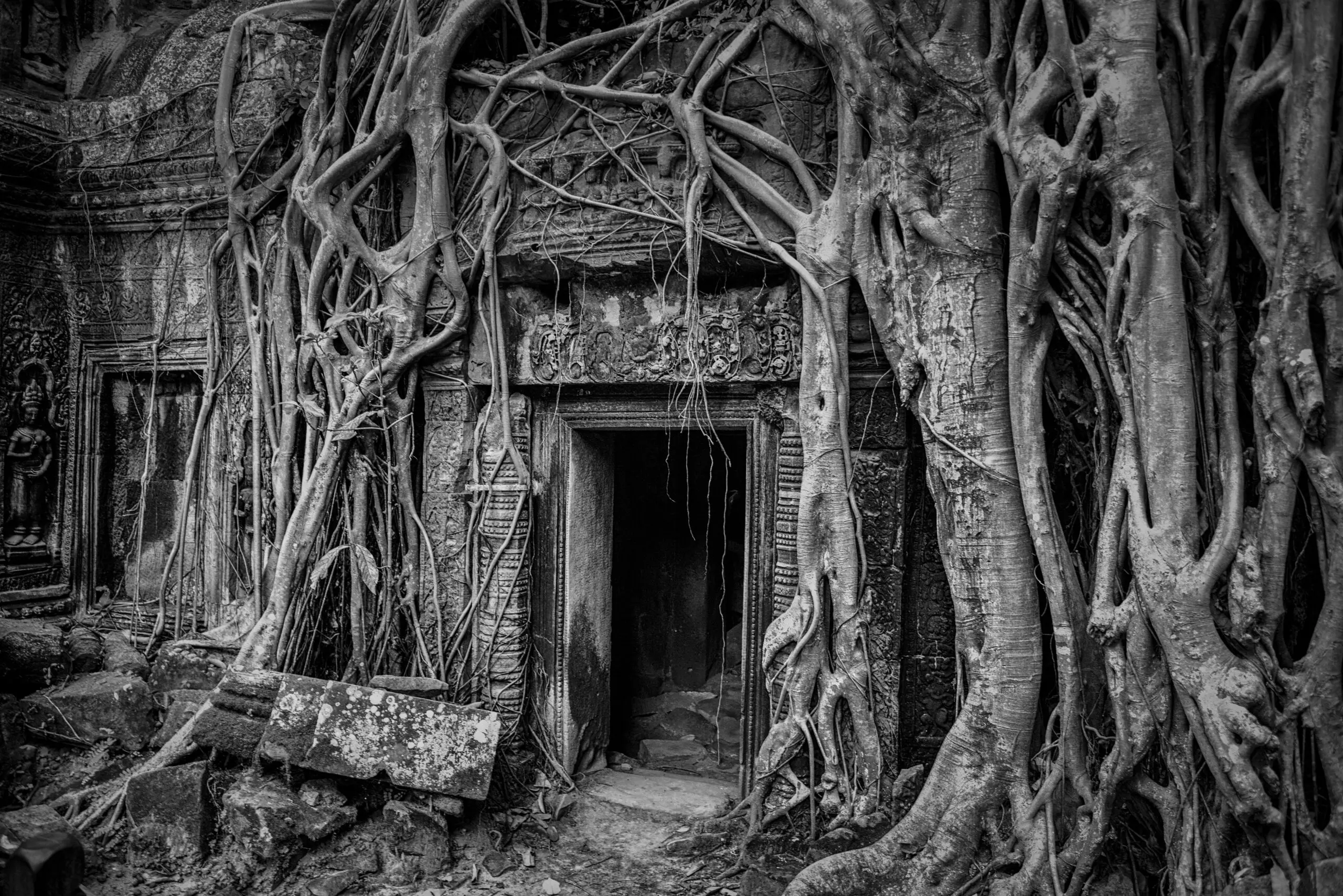 Wandbild (6033) Ta Prohm by Stefano Coltelli/HUBER IMAGES präsentiert: Details und Strukturen,Architektur,Natur,Landschaften,Häuser,Sehenswürdigkeiten,Bäume,Pflanzen,Architekturdetails