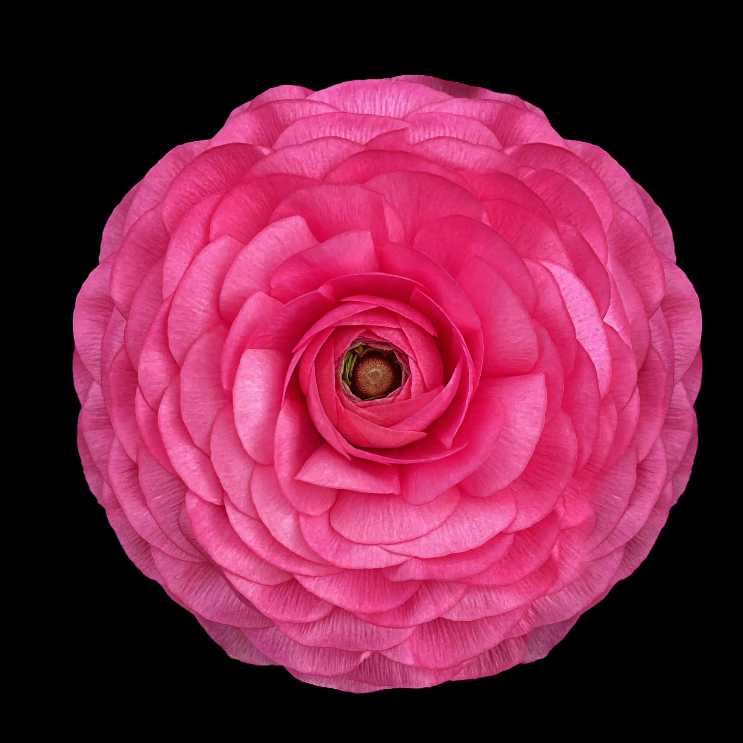 Wandbild (6093) Untiteled by Harzig Pandya, 1x.com präsentiert: Stillleben,Kreatives,Natur,Blumen und Blüten,Makro,Floral