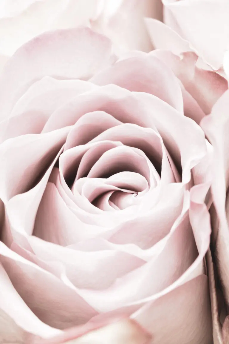 Pink Rose No 06 by 1x.com studio