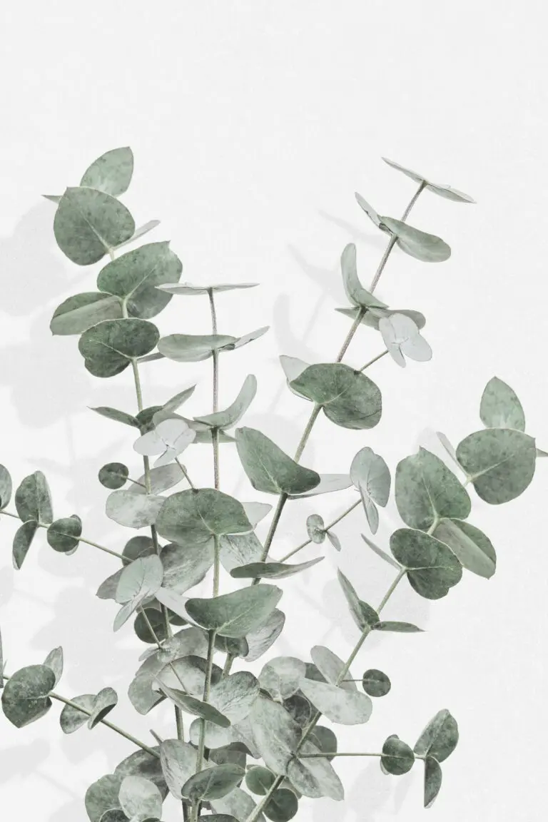  (6097) Eucalyptus Creative 16 by 1x.com studio präsentiert:  