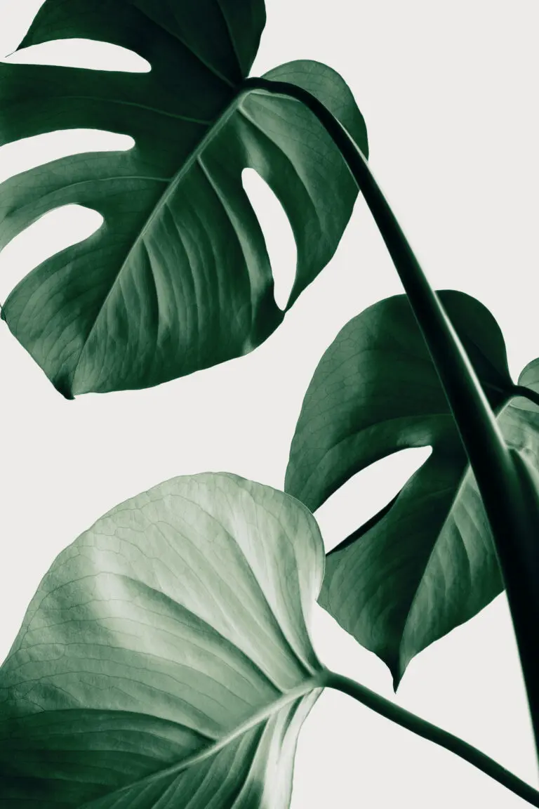  (6098) Monstera Natural 42 by 1x.com studio präsentiert:  