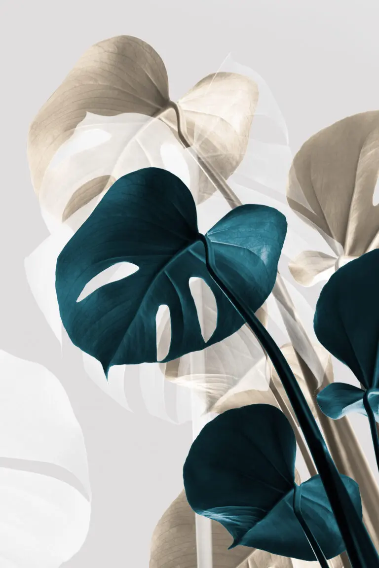  (6099) Monstera creative 10 by 1x.com studio präsentiert: Blätter, Details und Strukturen, Makro, Natur, Stillleben