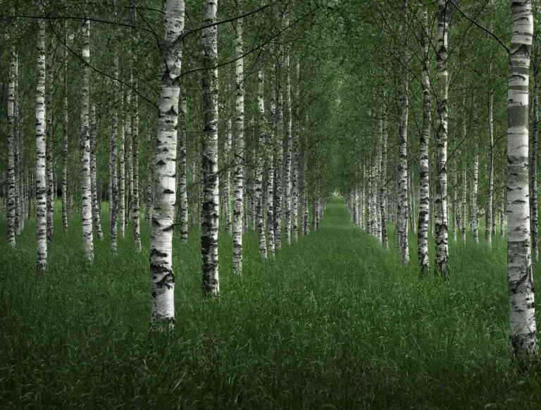  (6100) The tunnel by Christian Linsten präsentiert:  