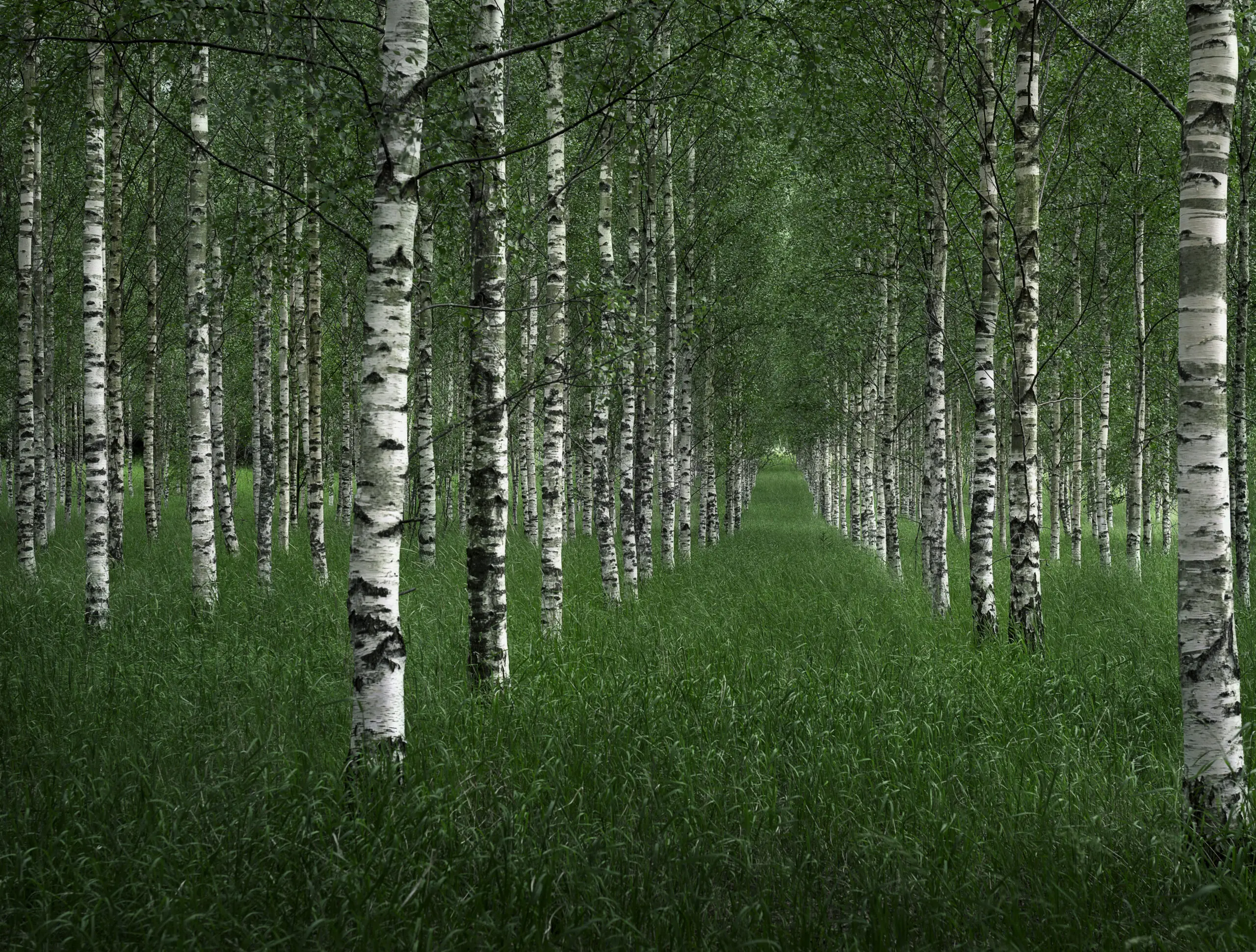 Wandbild (6100) The tunnel by Christian Linsten präsentiert: Natur,Landschaften,Bäume,Gräser,Wälder,Wege,Frühling