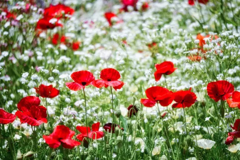  (6101) Spring flower garden by Yoshitaka ooyama, 1x.com präsentiert:  