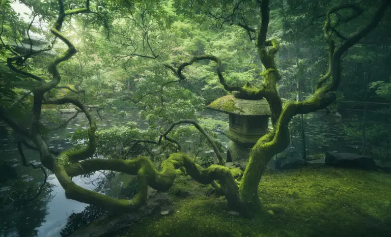 Japaners Tree by Javier de la Torre,1x.com