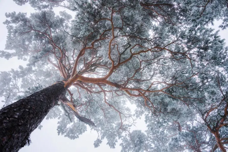Winter Tree lines by Ales Krivec, 1x.com