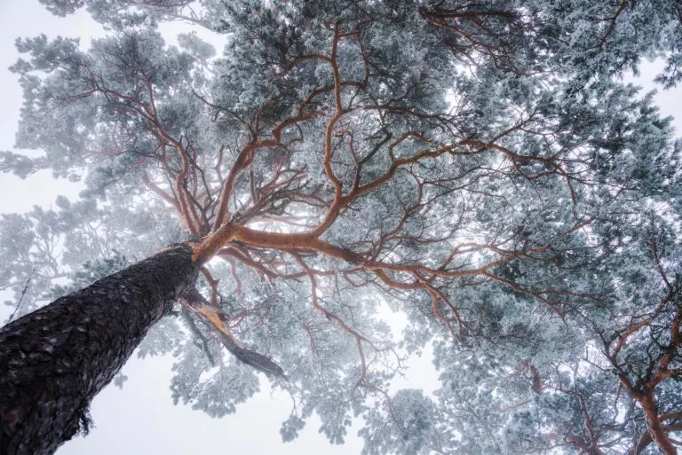  (6104) Winter Tree lines by Ales Krivec, 1x.com präsentiert:  