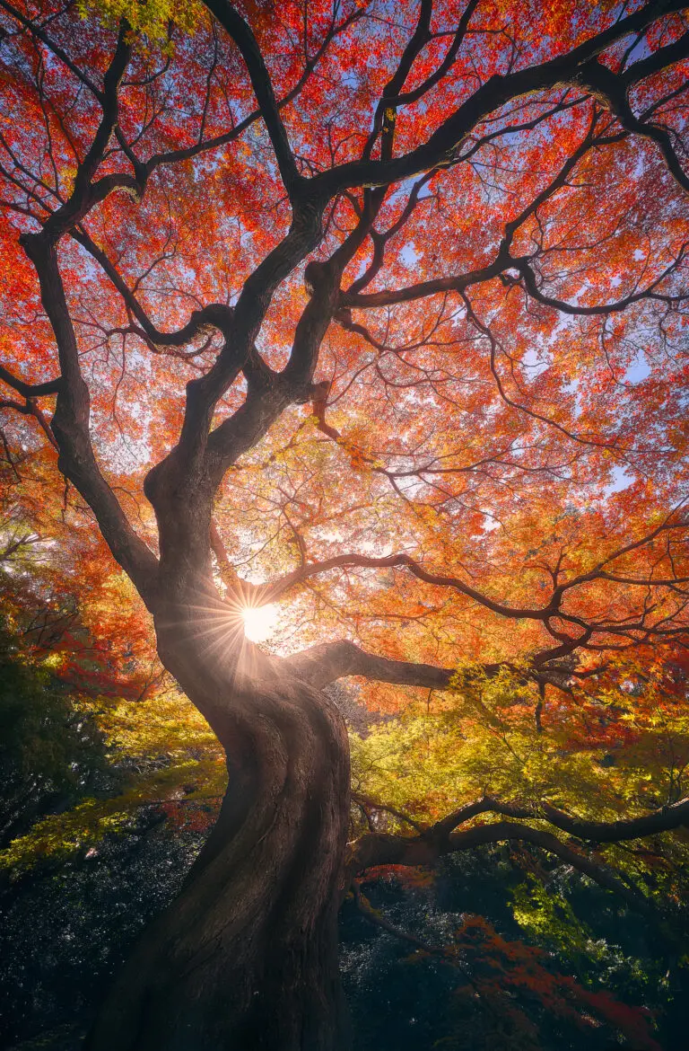 The Japanese Tree by Javier de la Torre, 1x.com