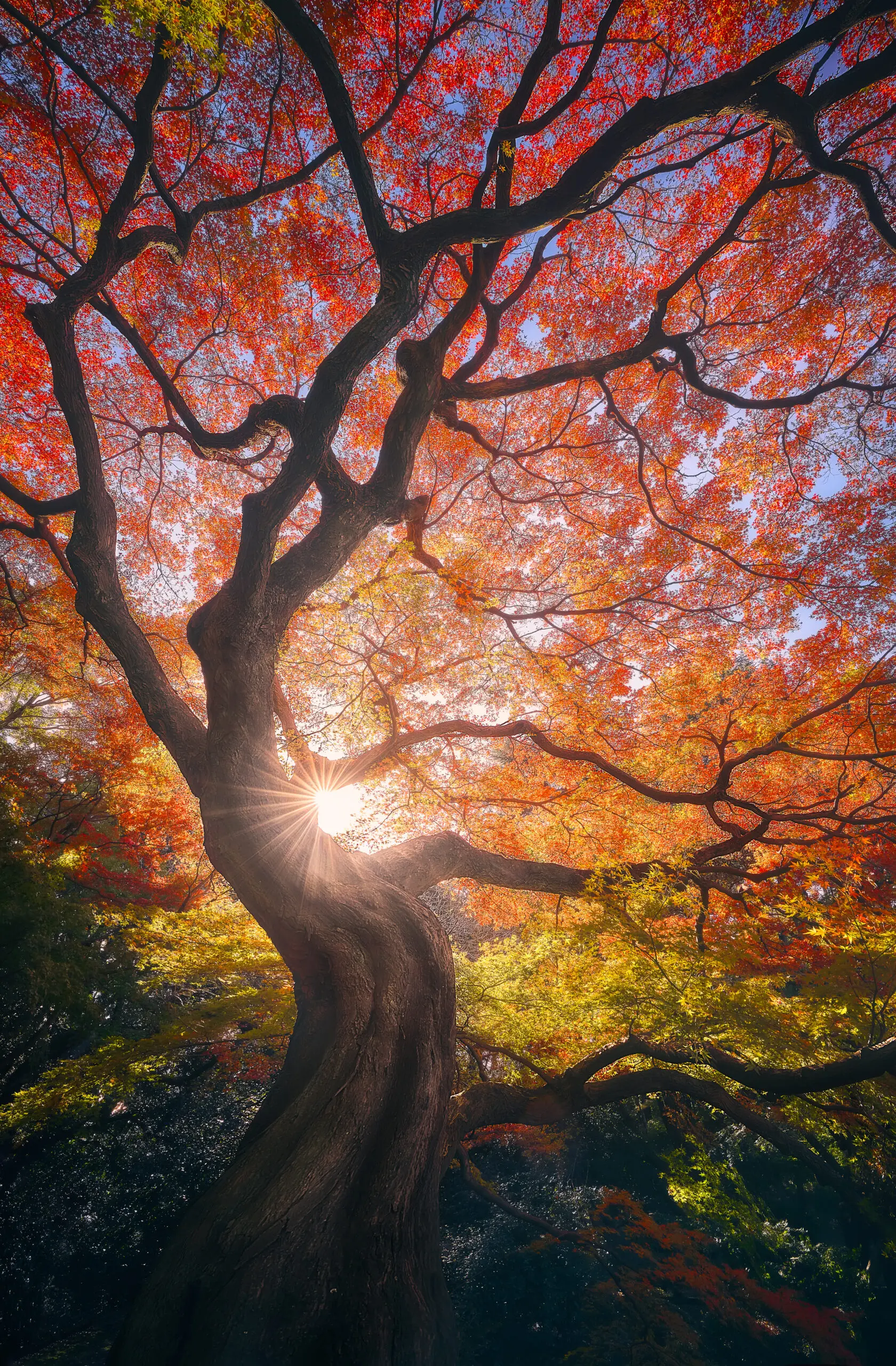 The Japanese Tree by Javier de la Torre, 1x.com