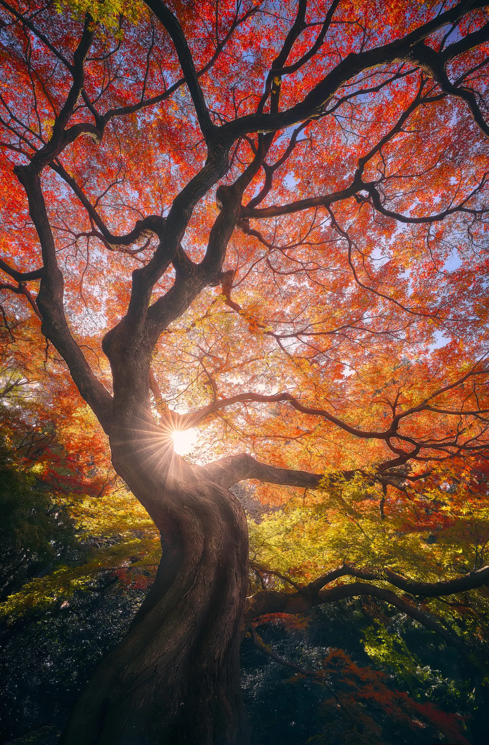Wandbild (6105) The Japanese Tree by Javier de la Torre, 1x.com präsentiert: Details und Strukturen,Natur,Bäume,Sonstige Naturdetails,Pflanzen
