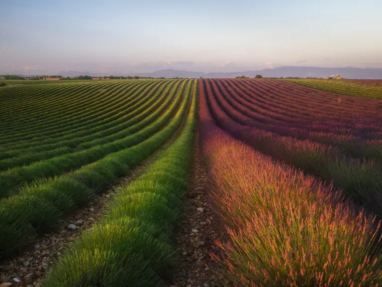  (6140) Field of Lavender by R. Anton, 1x.com präsentiert: Blumen und Blüten, Landschaften, Natur, Sommer, Wege