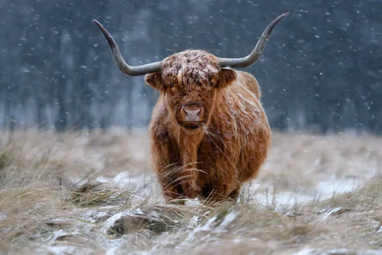 Snowy Highland Cow by Richard Guijt,1x.com