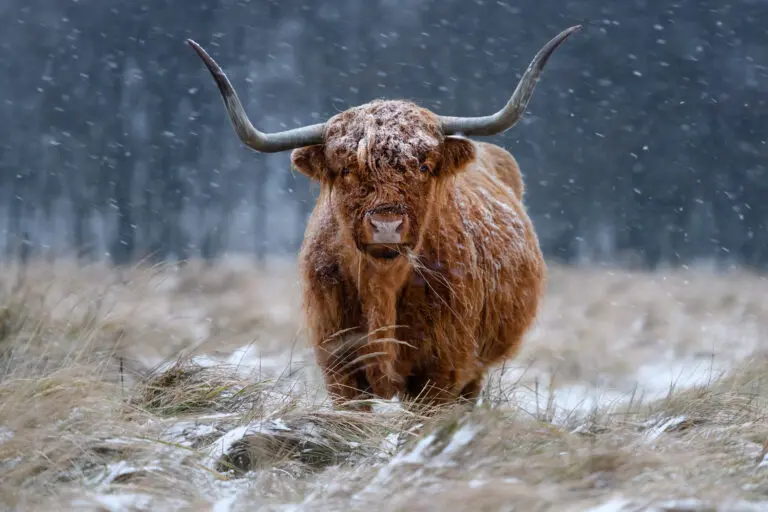  (6147) Snowy Highland Cow by Richard Guijt,1x.com präsentiert:  