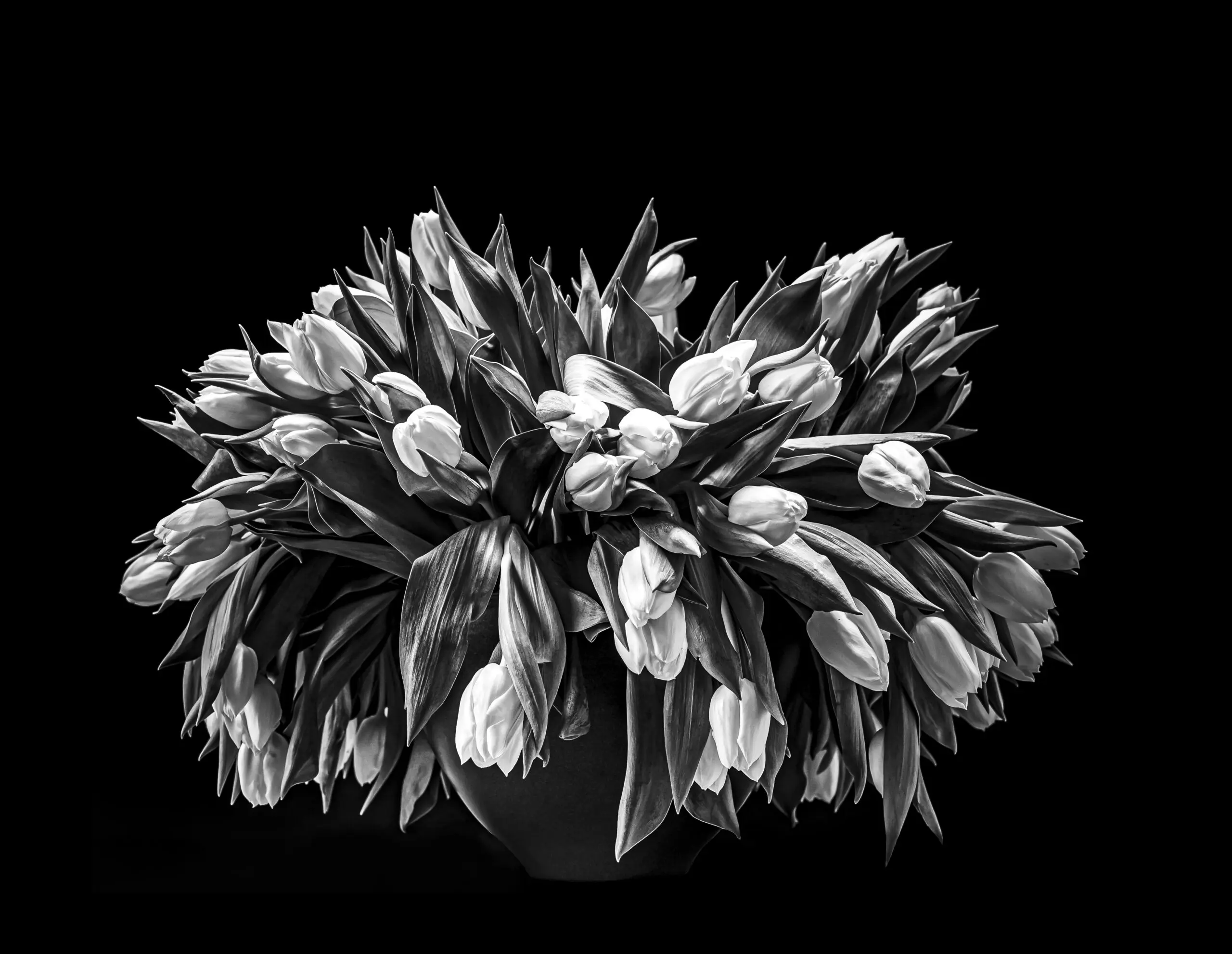 Tulpenstrauß in schwarz-weiß