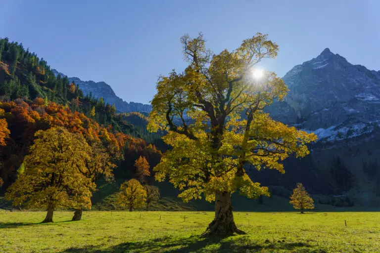  (6218) Herbststern 2 by Judith Grote präsentiert: Bäume, Berge, Herbst, Landschaften, Natur, Wälder