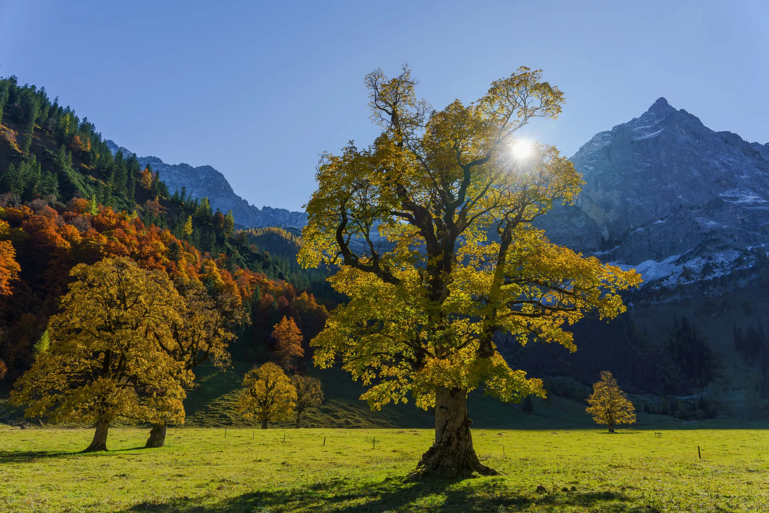Wandbild (6218) Herbststern 2 by Judith Grote präsentiert: Natur,Landschaften,Bäume,Wälder,Berge,Herbst