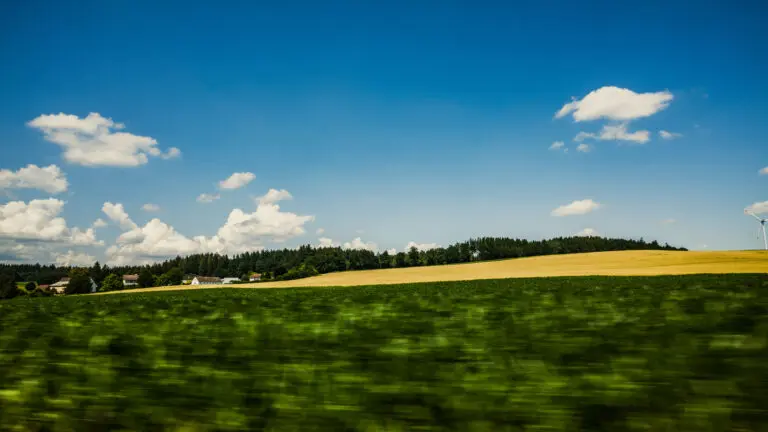 Maisfeld im Sommer