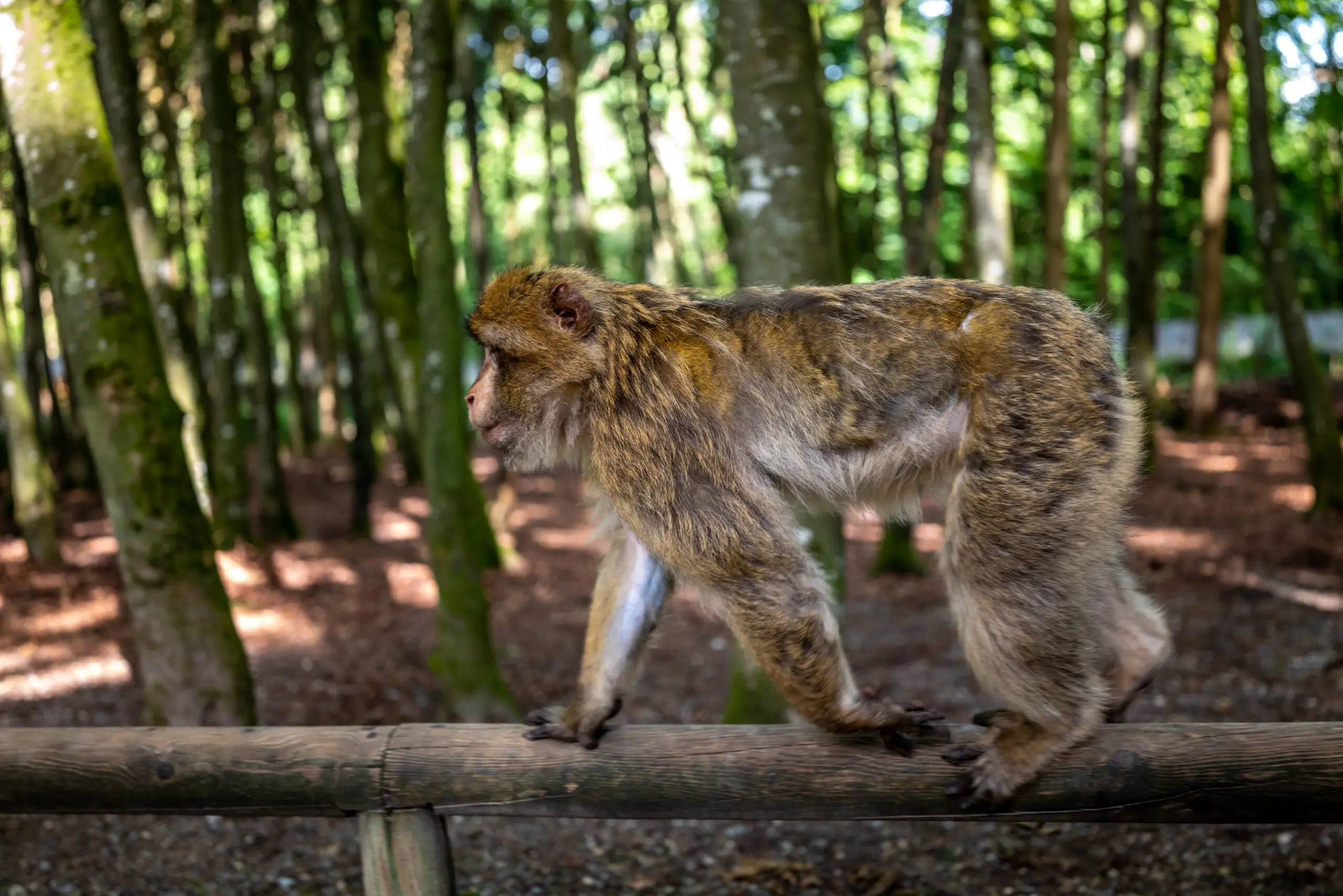 Wandbild (6209) Berberaffe I präsentiert: Natur,Bäume