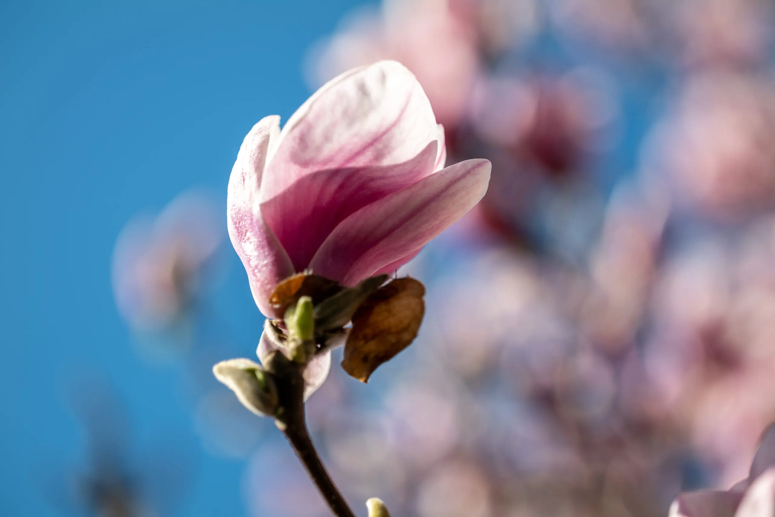 Wandbild (6211) Magnolie I präsentiert: Natur,Bäume
