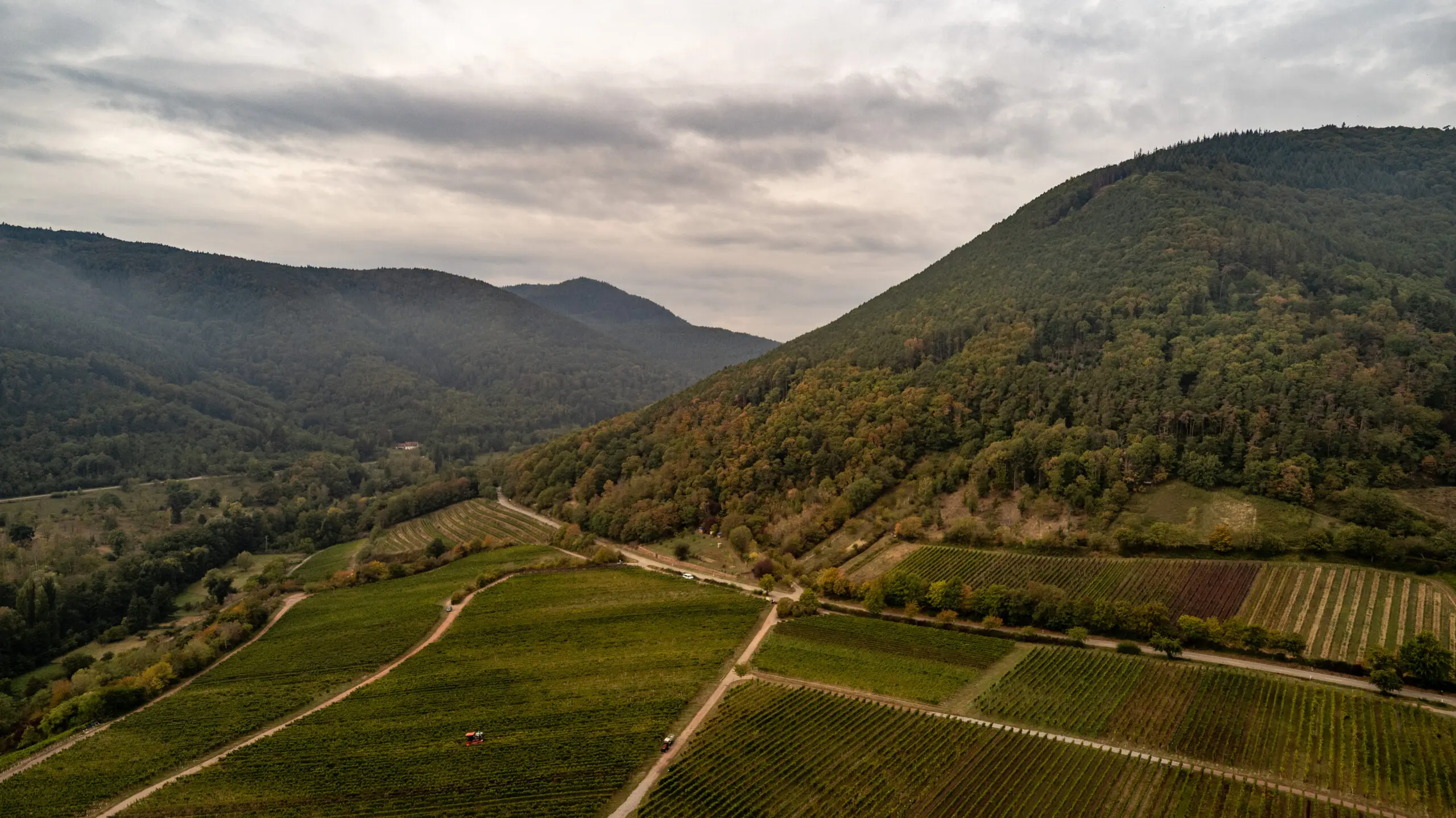 Wandbild (6213) Michelsberg präsentiert: Landschaften,Bäume