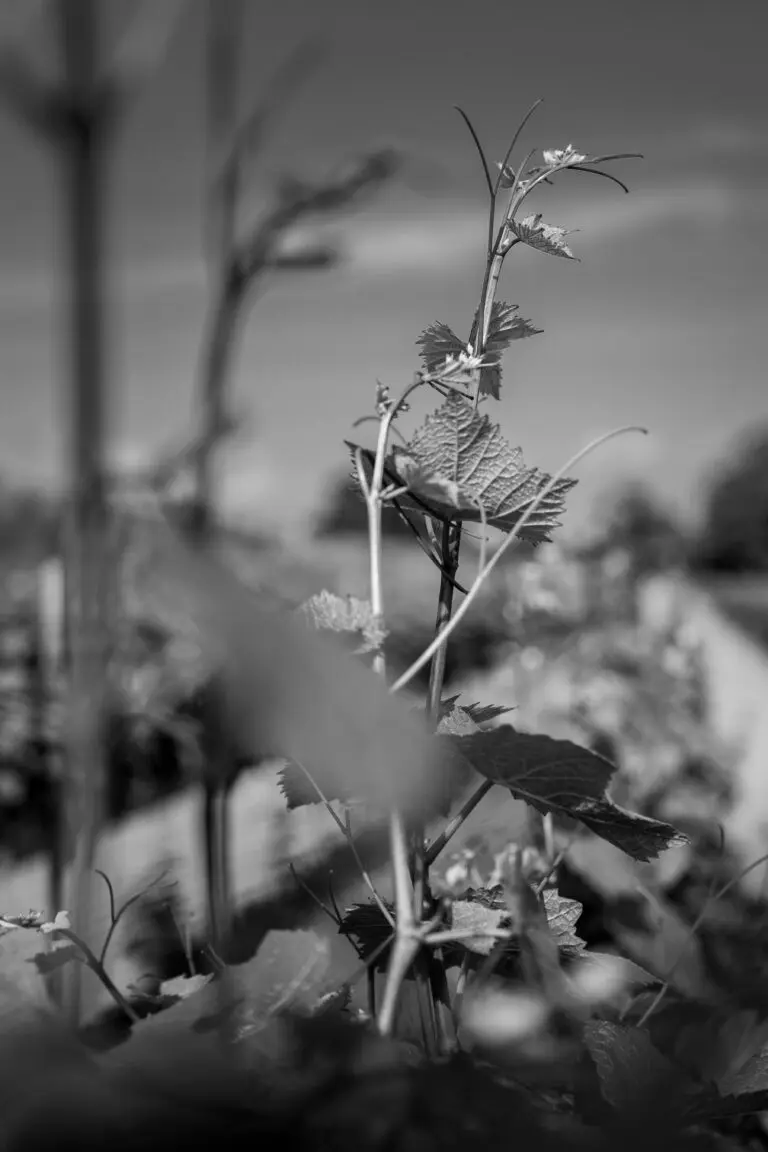  (6225) Reben I präsentiert: Blätter, Natur