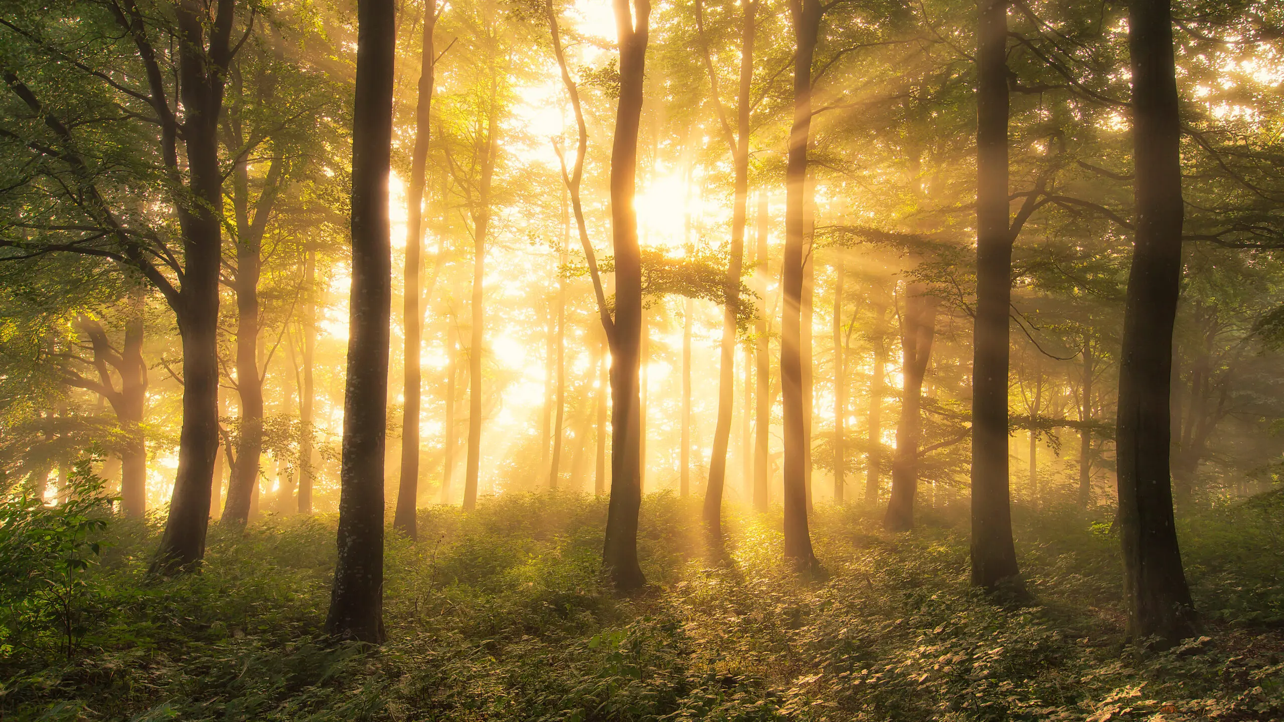 Wandbild (6330) It’s nice to love..by Leif Londal,1x.com präsentiert: Natur,Landschaften,Wälder,Herbst