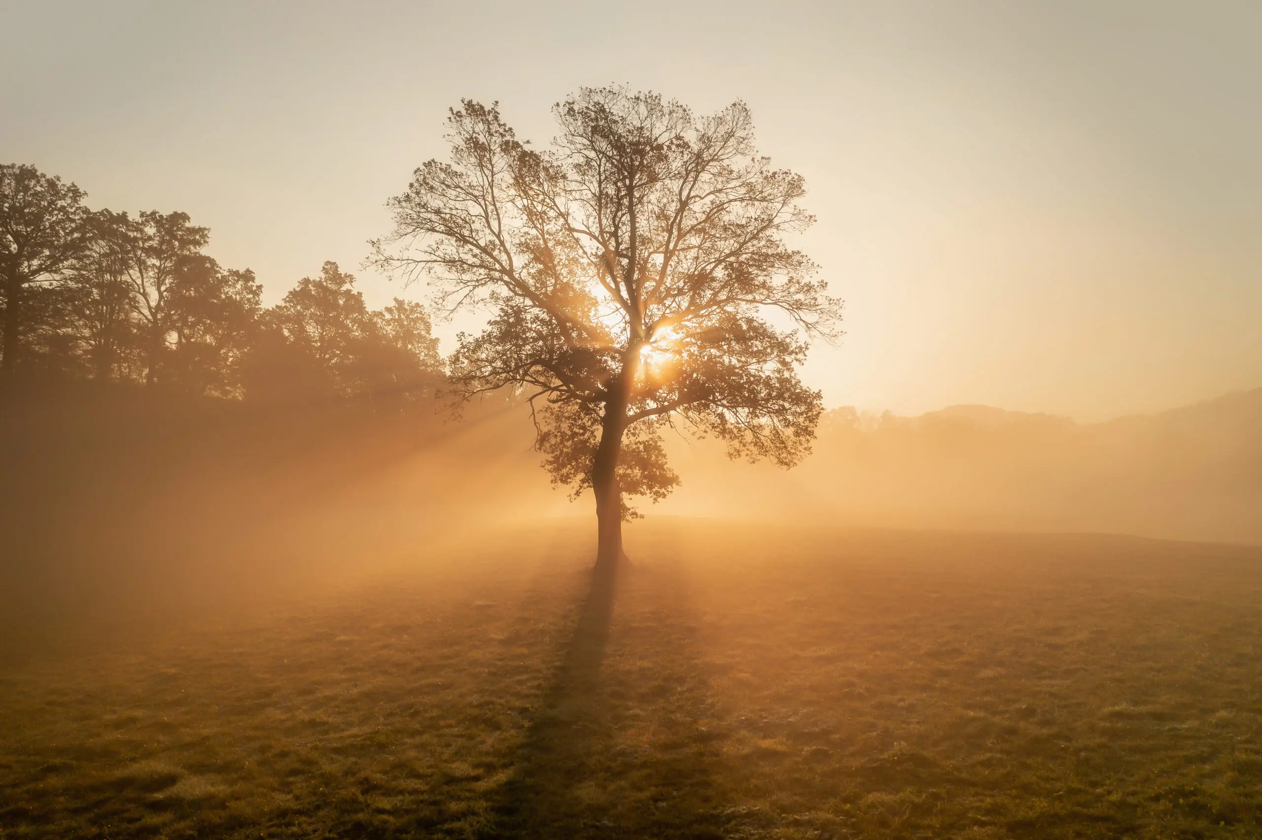 Wandbild (6331) Loenly tree by Ales Krivec,1x.com präsentiert: Natur,Landschaften,Bäume,Wälder,Herbst