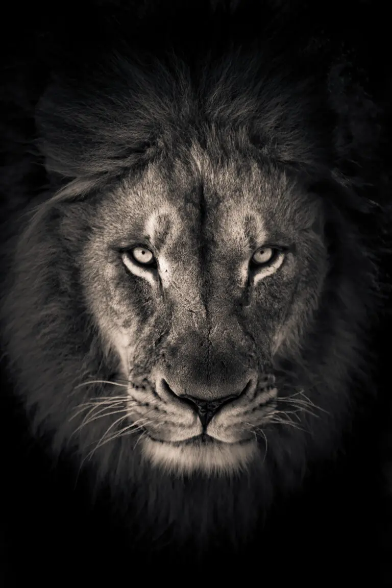  (6343) The king by Alex Zhao,1x.com präsentiert: Aus Afrika, Natur, Tiere, Wildtiere