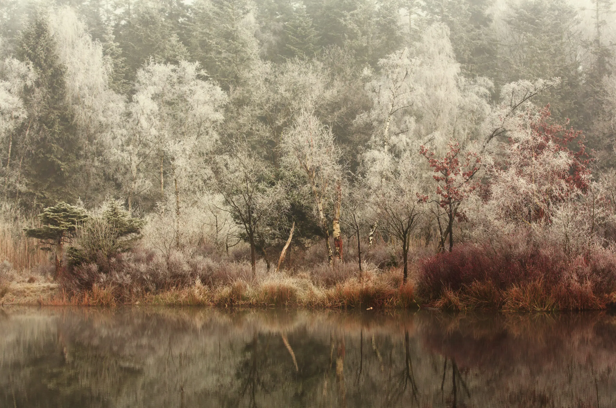 Wandbild (6346) Frozen by Anton van Dongen,1x.com präsentiert: Wasser,Natur,Landschaften,Bäume,Blätter,Schnee und Eis,Wälder,Winter,Herbst,Seen,Wasserspiegelungen
