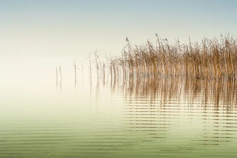  (6348) Little waves by Ulrike Eisenmann,1x.com präsentiert: Blätter, Gräser, Landschaften, Meere, Natur, Seen, Wasser, Wasserspiegelungen