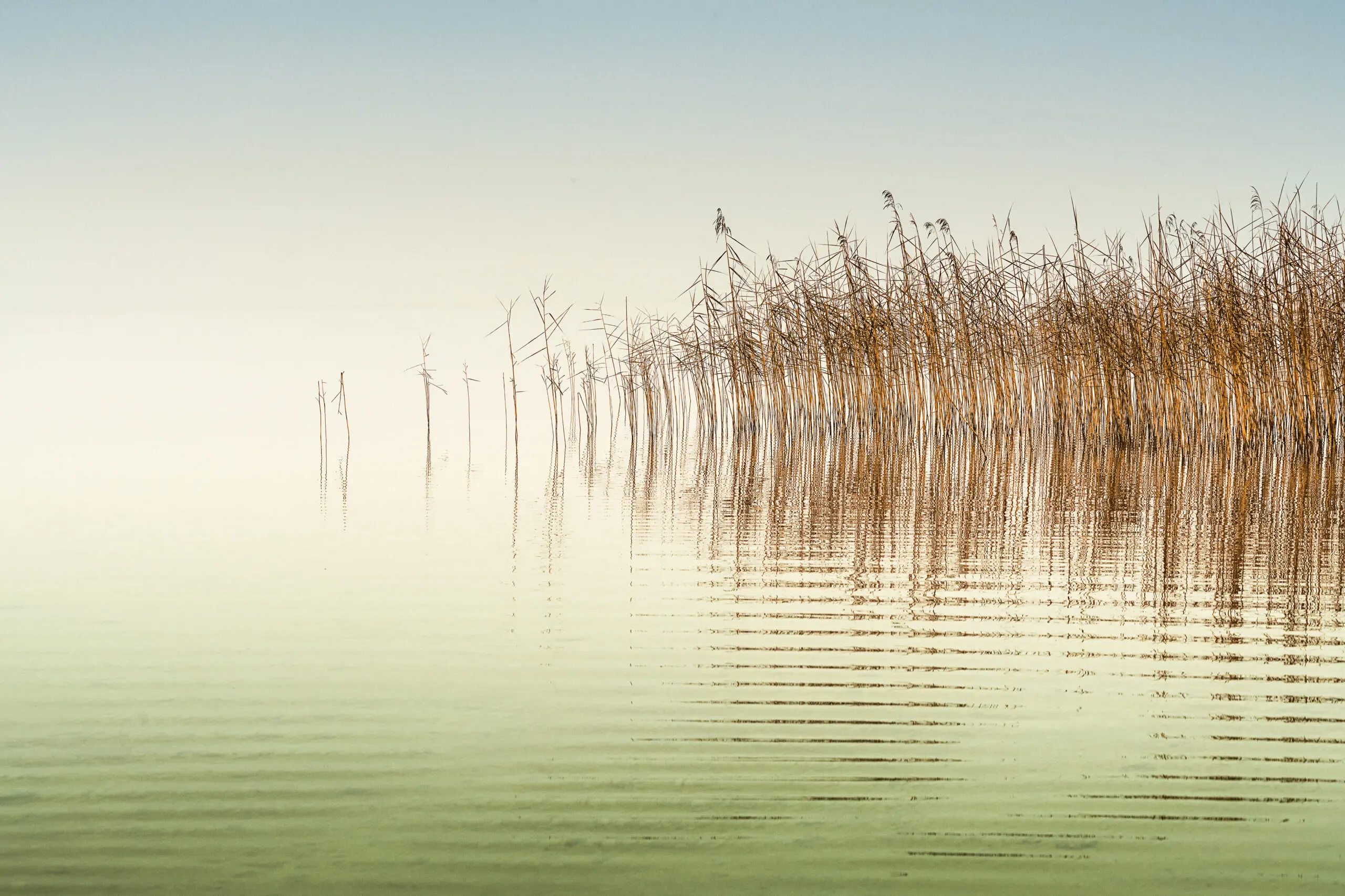 Wandbild (6348) Little waves by Ulrike Eisenmann,1x.com präsentiert: Wasser,Natur,Landschaften,Blätter,Gräser,Meere,Seen,Wasserspiegelungen