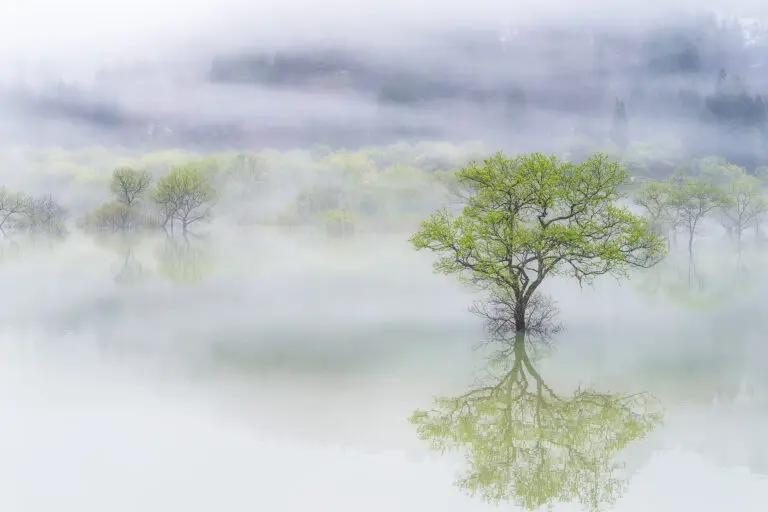 Dreamy tree by SUNTARARAK SAOWANEE,1x.com