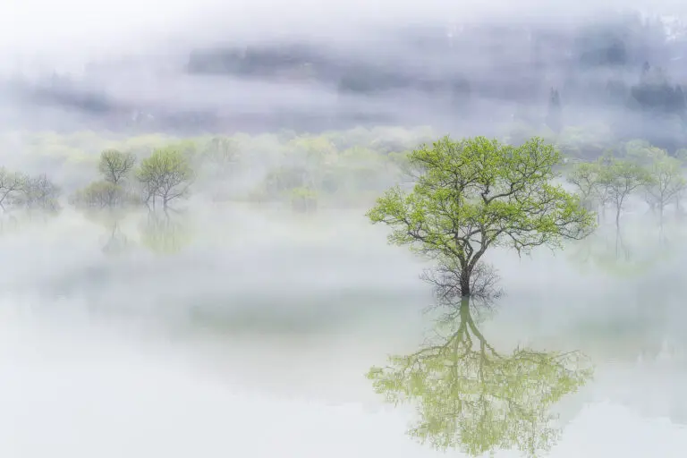  (6349) Dreamy tree by SUNTARARAK SAOWANEE,1x.com präsentiert:  