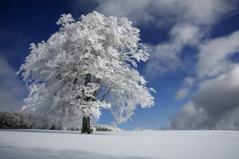  (6354) White Windbuche in Black Forest by Nicolas Schumacher,1x.com präsentiert:  