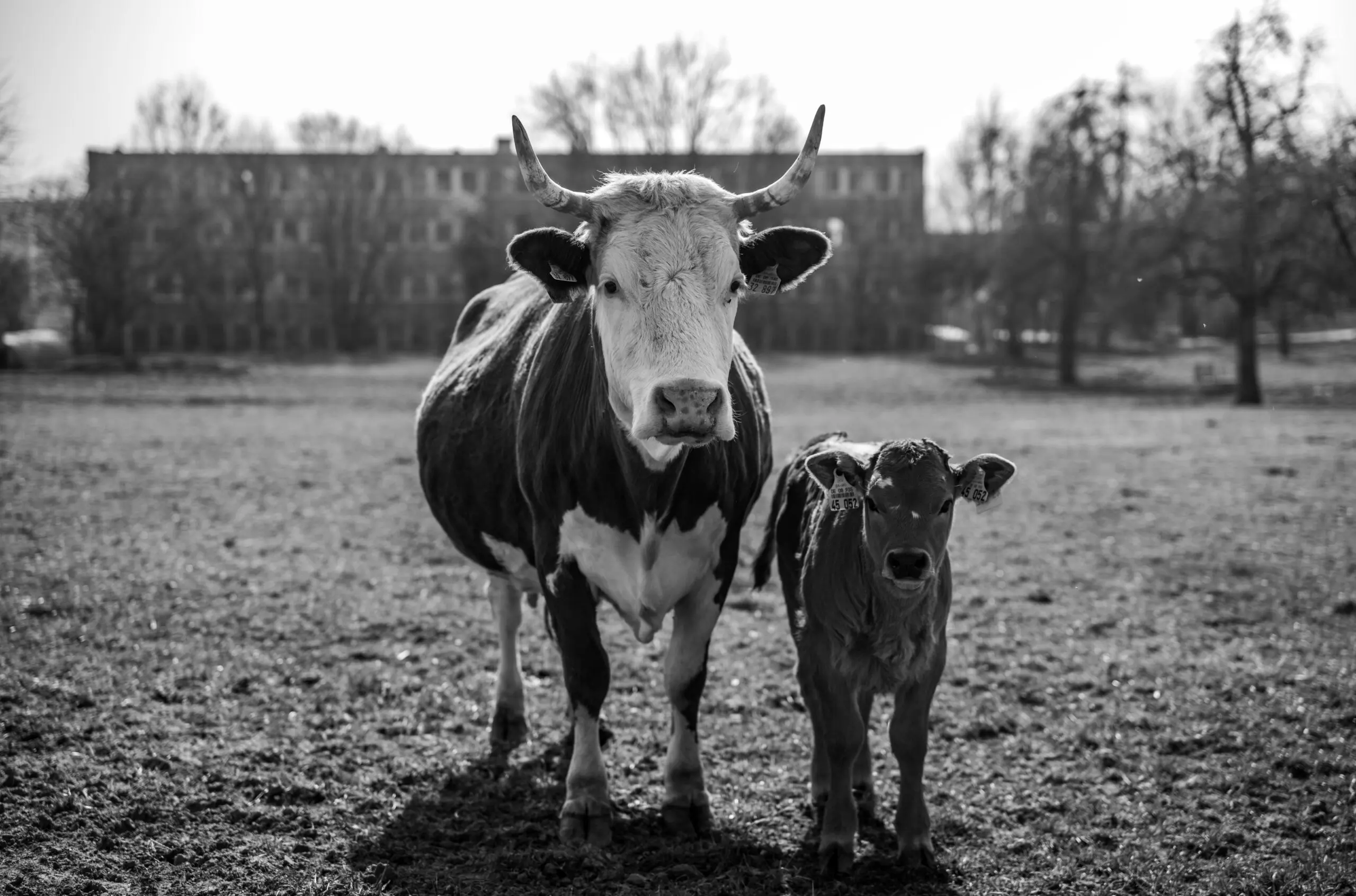 Wandbild (6389) Defense präsentiert: Landschaften