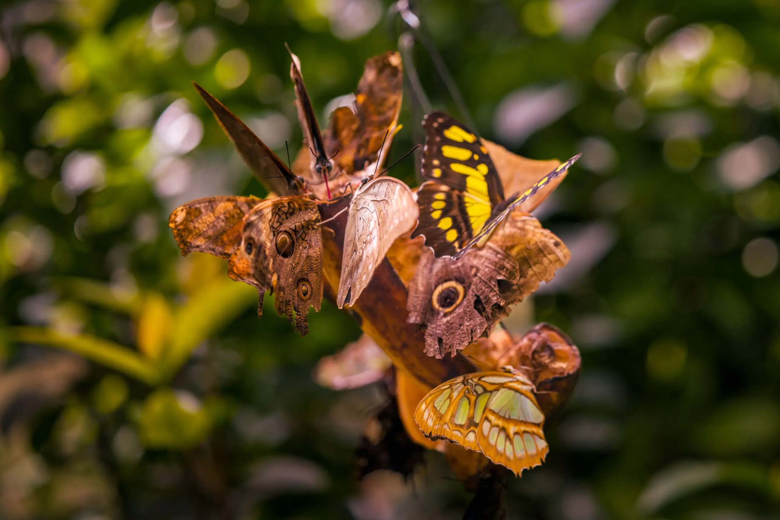Wandbild (6392) Schmetterlinge auf der Mainau präsentiert: Natur,Bäume