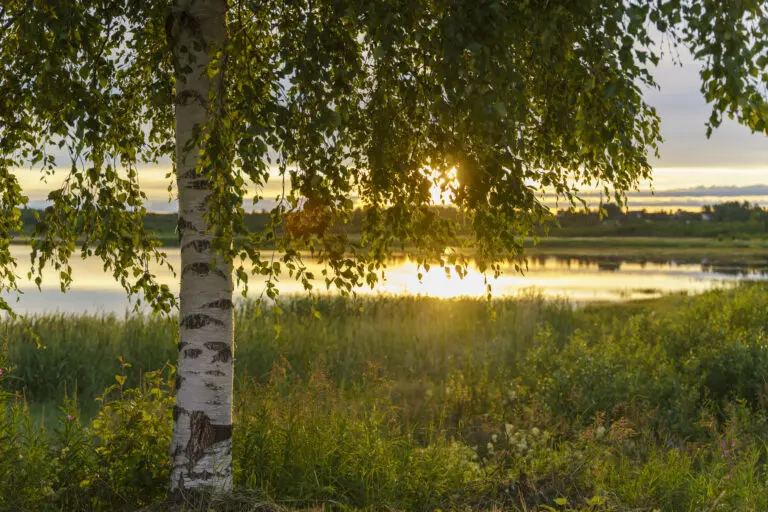 Midsummer by Judith Grote