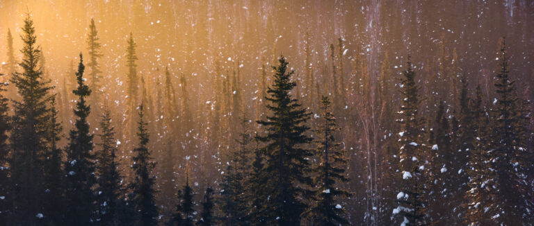 Snow flakes by Stefan Hefele, 1x.com