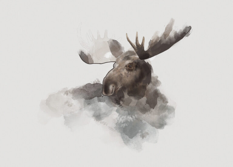  (6418) Elk by Gabriella Roberg,pictufy präsentiert:  
